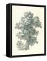 Tree Study I-Wild Apple Portfolio-Framed Stretched Canvas