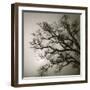 Tree Study II-Michael Kahn-Framed Giclee Print