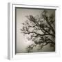 Tree Study II-Michael Kahn-Framed Giclee Print