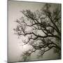 Tree Study II-Michael Kahn-Mounted Giclee Print