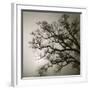 Tree Study II-Michael Kahn-Framed Giclee Print