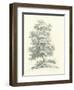 Tree Study II-Wild Apple Portfolio-Framed Art Print