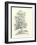 Tree Study II-Wild Apple Portfolio-Framed Art Print