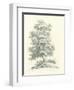 Tree Study II-Wild Apple Portfolio-Framed Art Print
