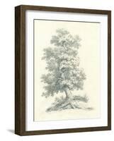 Tree Study II-Wild Apple Portfolio-Framed Art Print