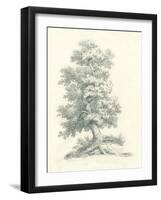 Tree Study II-Wild Apple Portfolio-Framed Art Print