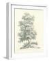 Tree Study II-Wild Apple Portfolio-Framed Art Print