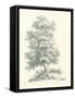 Tree Study II-Wild Apple Portfolio-Framed Stretched Canvas
