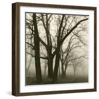 Tree Study III-Michael Kahn-Framed Giclee Print