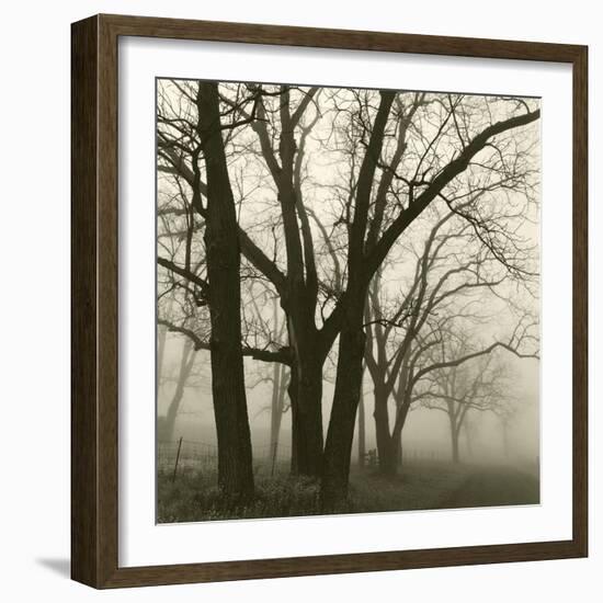 Tree Study III-Michael Kahn-Framed Giclee Print