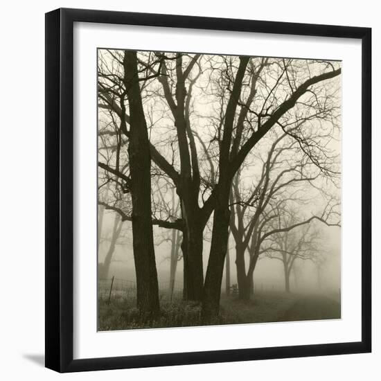 Tree Study III-Michael Kahn-Framed Giclee Print