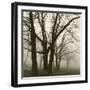 Tree Study III-Michael Kahn-Framed Giclee Print