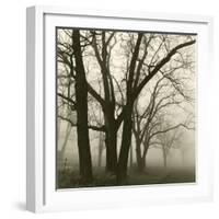 Tree Study III-Michael Kahn-Framed Giclee Print