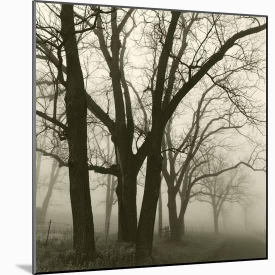 Tree Study III-Michael Kahn-Mounted Giclee Print