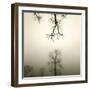 Tree Study IV-Michael Kahn-Framed Giclee Print