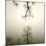 Tree Study IV-Michael Kahn-Mounted Giclee Print