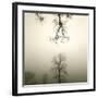 Tree Study IV-Michael Kahn-Framed Giclee Print