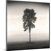 Tree, Study, no. 1-Andrew Ren-Mounted Giclee Print