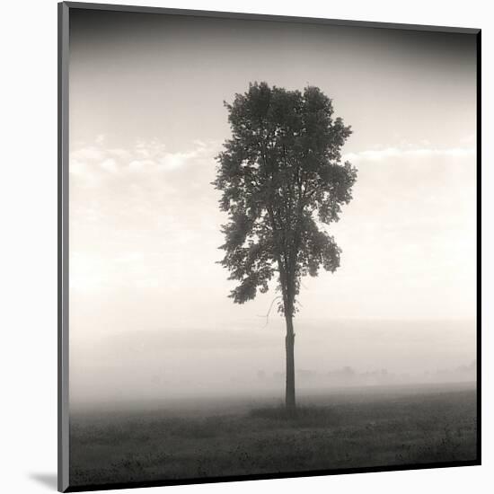 Tree, Study, no. 1-Andrew Ren-Mounted Giclee Print