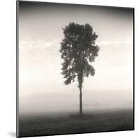 Tree, Study, no. 1-Andrew Ren-Mounted Giclee Print