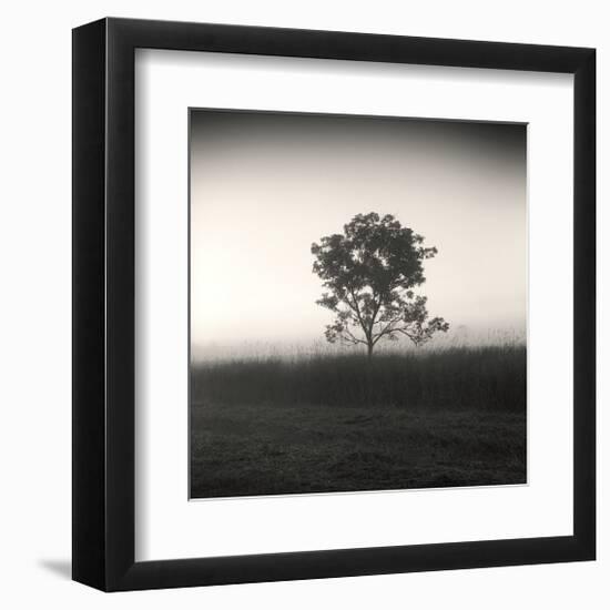 Tree, Study, no. 3-Andrew Ren-Framed Giclee Print