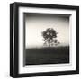 Tree, Study, no. 3-Andrew Ren-Framed Giclee Print