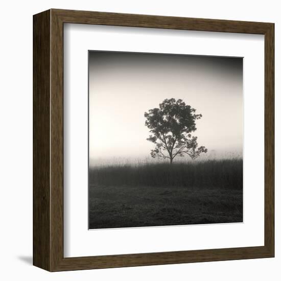 Tree, Study, no. 3-Andrew Ren-Framed Giclee Print