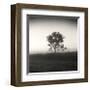 Tree, Study, no. 3-Andrew Ren-Framed Giclee Print