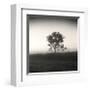 Tree, Study, no. 3-Andrew Ren-Framed Giclee Print