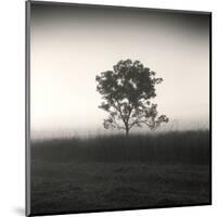 Tree, Study, no. 3-Andrew Ren-Mounted Giclee Print