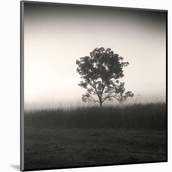 Tree, Study, no. 3-Andrew Ren-Mounted Giclee Print