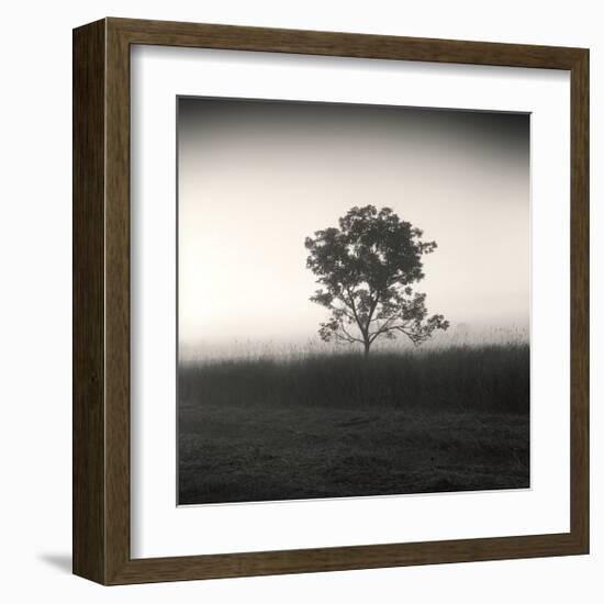 Tree, Study, no. 3-Andrew Ren-Framed Giclee Print