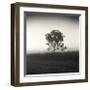 Tree, Study, no. 3-Andrew Ren-Framed Giclee Print