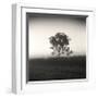 Tree, Study, no. 3-Andrew Ren-Framed Giclee Print