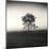 Tree, Study, no. 3-Andrew Ren-Mounted Giclee Print