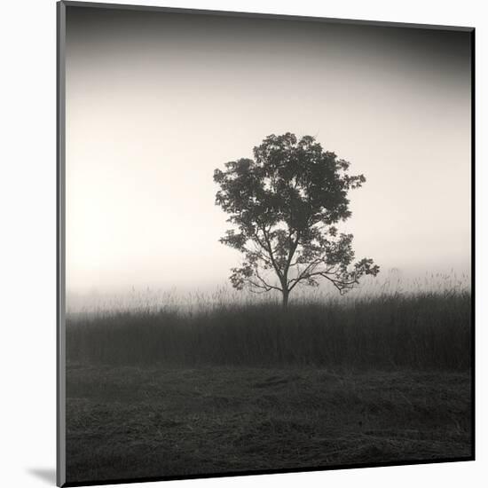 Tree, Study, no. 3-Andrew Ren-Mounted Giclee Print