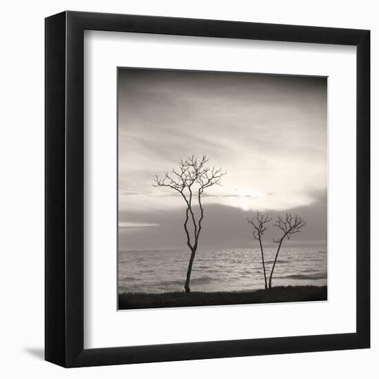 Tree, Study, no. 4-Andrew Ren-Framed Giclee Print