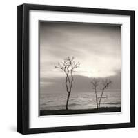 Tree, Study, no. 4-Andrew Ren-Framed Giclee Print