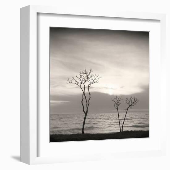 Tree, Study, no. 4-Andrew Ren-Framed Giclee Print