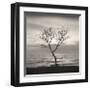 Tree, Study, no. 5-Andrew Ren-Framed Giclee Print