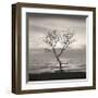 Tree, Study, no. 5-Andrew Ren-Framed Giclee Print