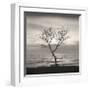 Tree, Study, no. 5-Andrew Ren-Framed Giclee Print