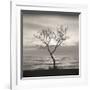 Tree, Study, no. 5-Andrew Ren-Framed Giclee Print