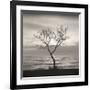 Tree, Study, no. 5-Andrew Ren-Framed Giclee Print