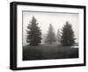 Tree, Study, no. 6-Andrew Ren-Framed Giclee Print