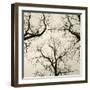 Tree Study V-Michael Kahn-Framed Giclee Print