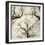 Tree Study V-Michael Kahn-Framed Giclee Print