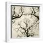 Tree Study V-Michael Kahn-Framed Giclee Print