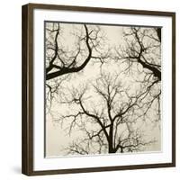 Tree Study V-Michael Kahn-Framed Giclee Print