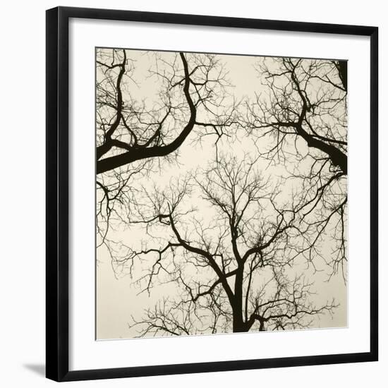 Tree Study V-Michael Kahn-Framed Giclee Print